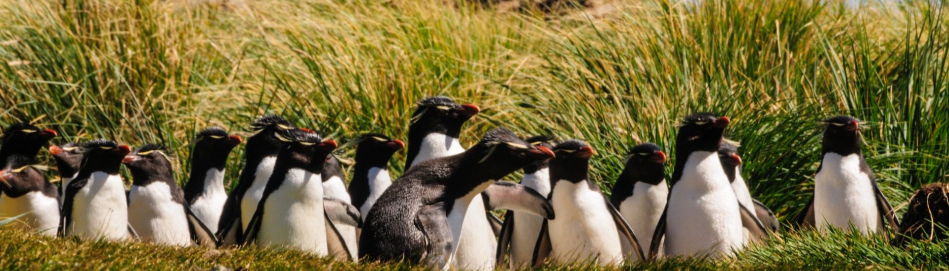 Rockhopper Penguins