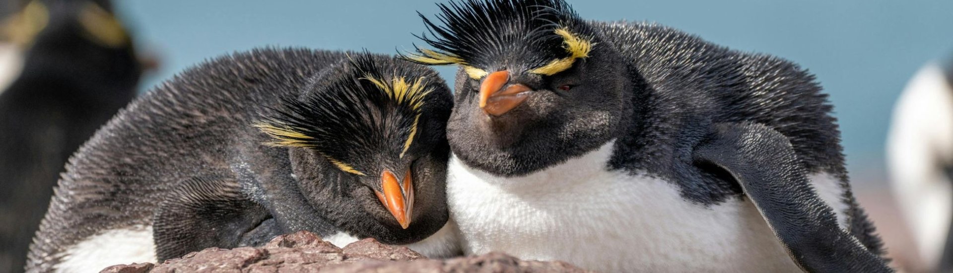 Rockhopper Penguins