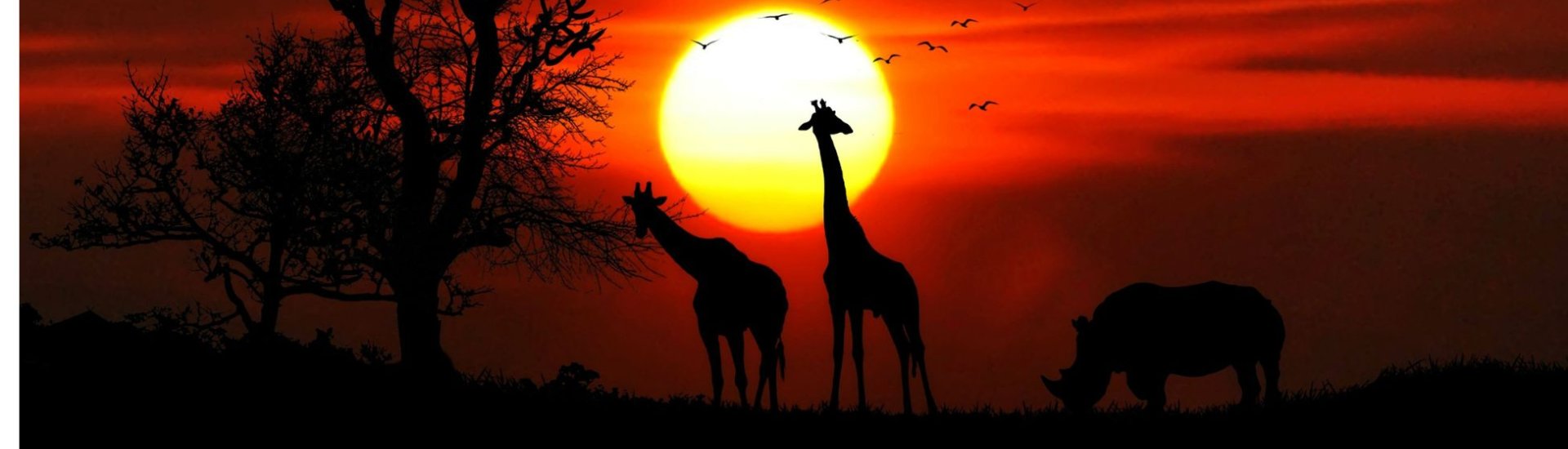 Night time giraffes
