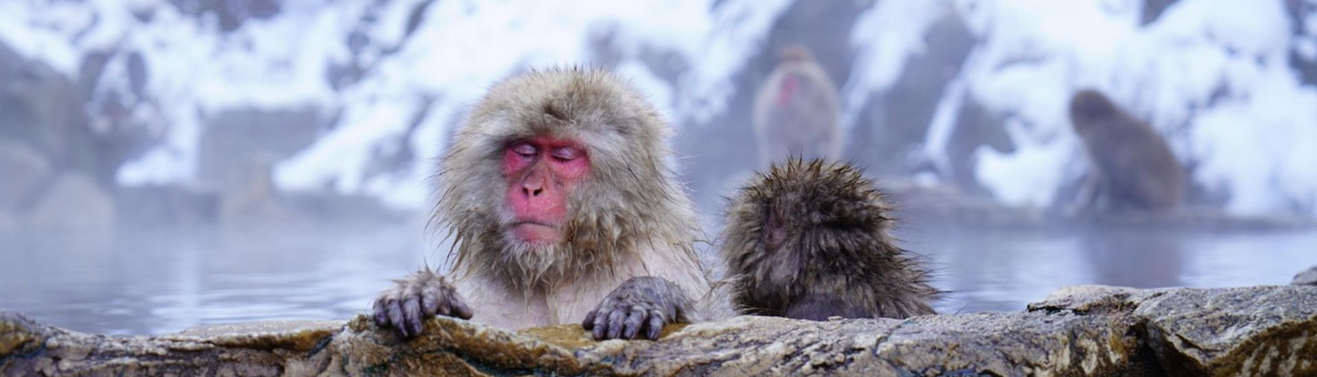 japan snow monkeys nagano