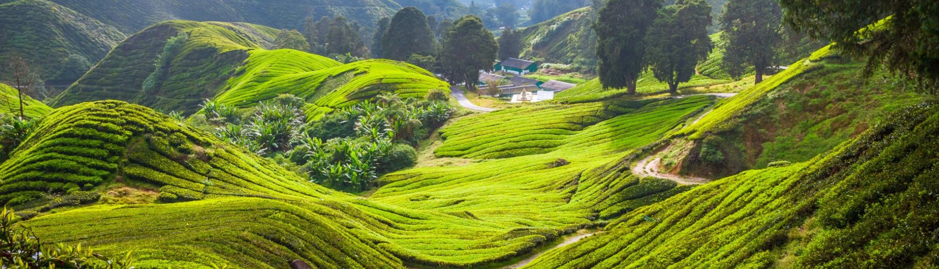 Malaysian hills