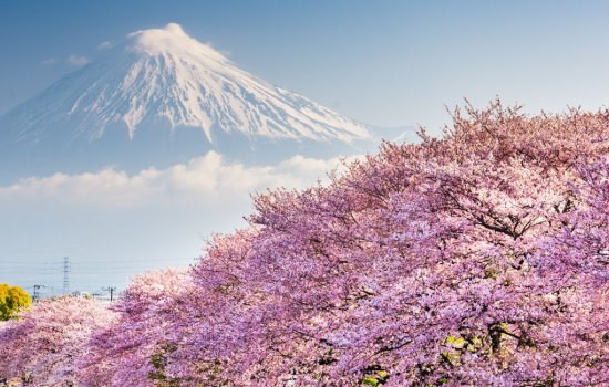 Mount Fuji with cherry blossoms