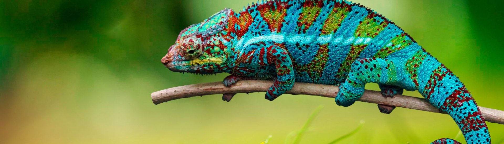 Chameleon
