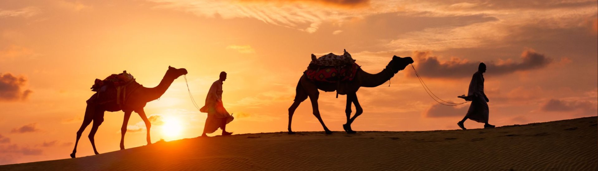 Camels in desert at night