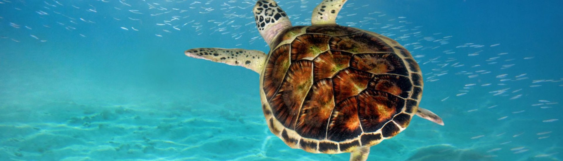 turtle swimming under water in the Seychelles