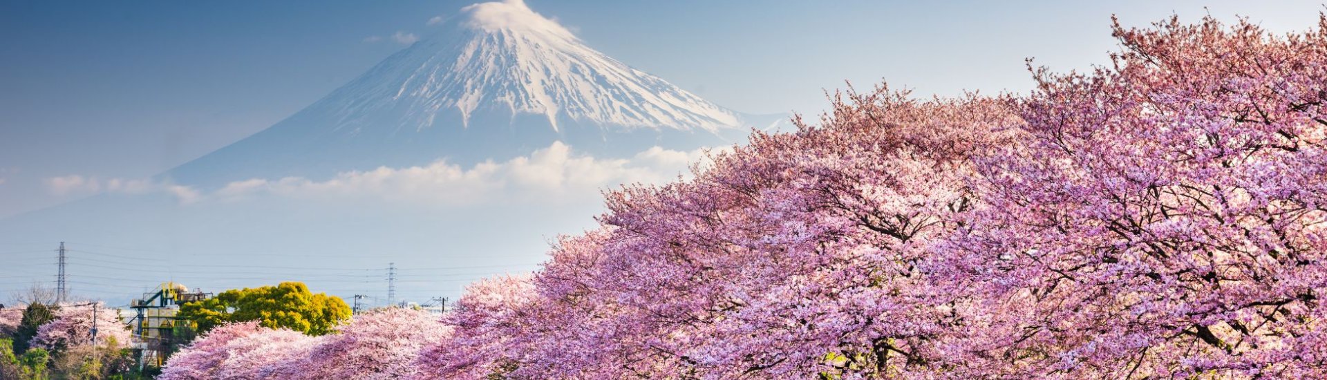 Photo of Mount Fiji with cherry bllossoms