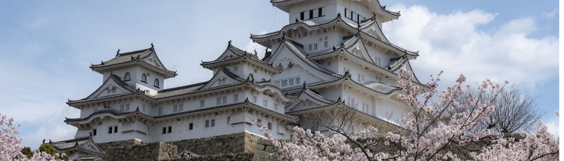 Himiji Castle with cherry blossom