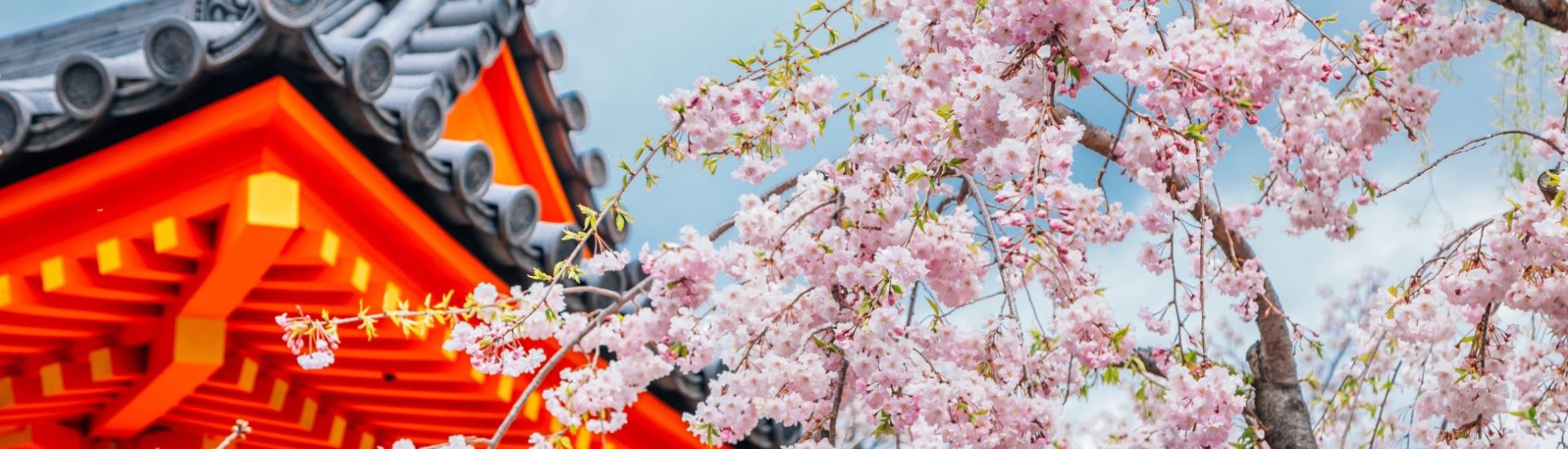 Kyoto in cherry blossom