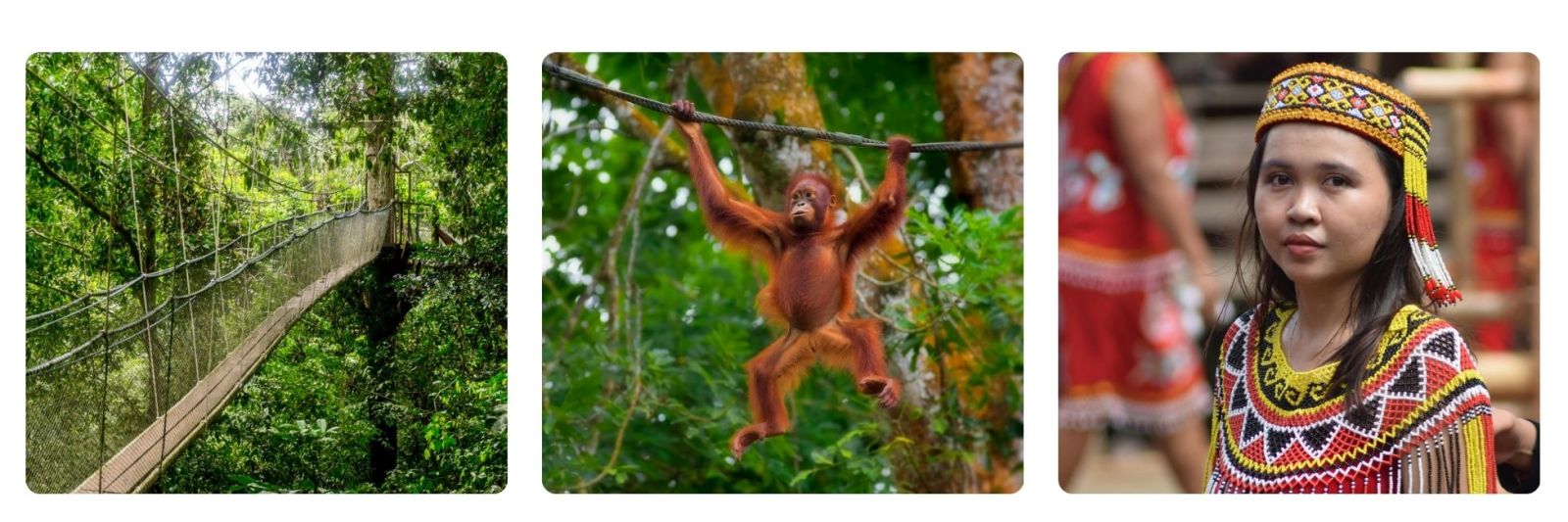 Borneo rainforrest walkway, orangutans, child in traditional Borneo clothing