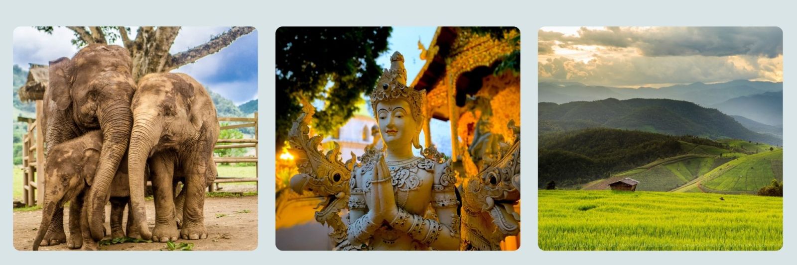 photos of elephants, thai buddha statue and rice rice fields