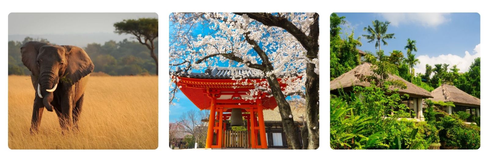 photos of elephant on safari, Japanese Tori gate in cherry blossom and jungle resort. 