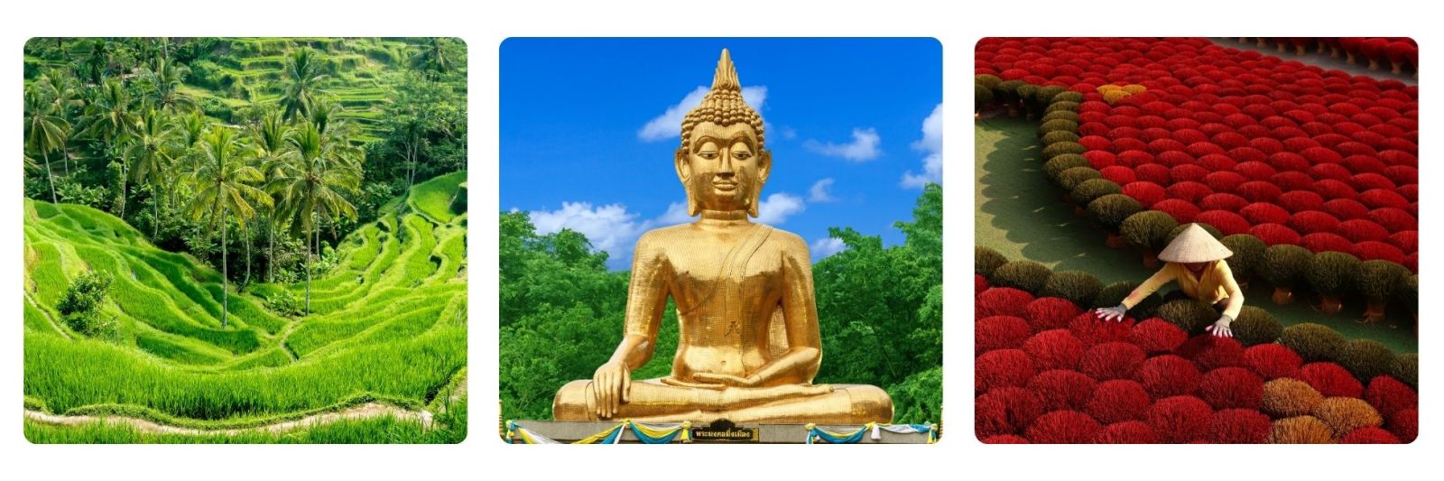 photo of rice padi in Bali, Buddha and Vietnamese lady 