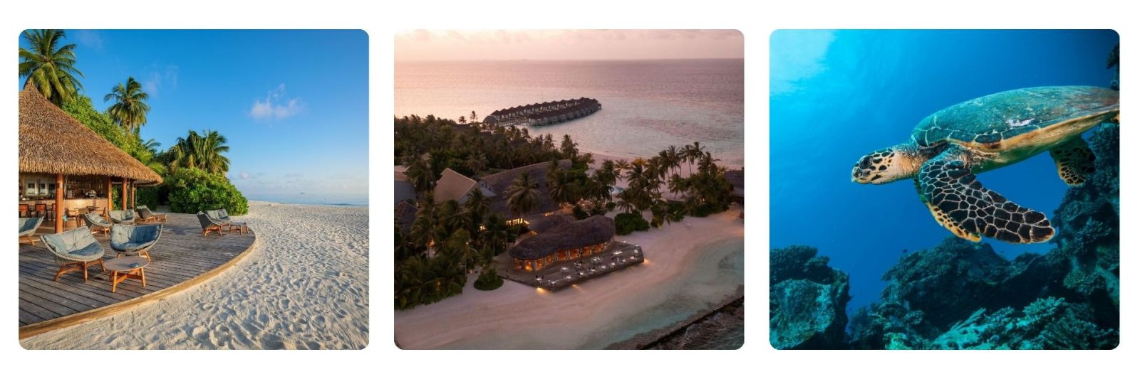 Photo of resort in Maldives and sea turtle swimming