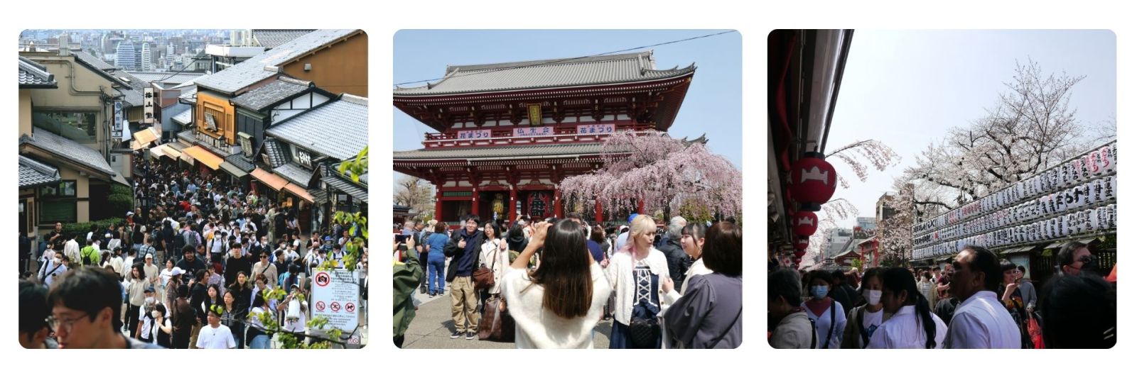 Photos of Kyoto in cherry blossom with key sites very crowded