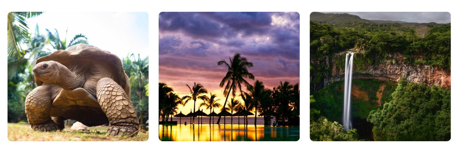 Photo of Mauritius tortoise, Mauritius resort at sunset, Mauritius waterfall