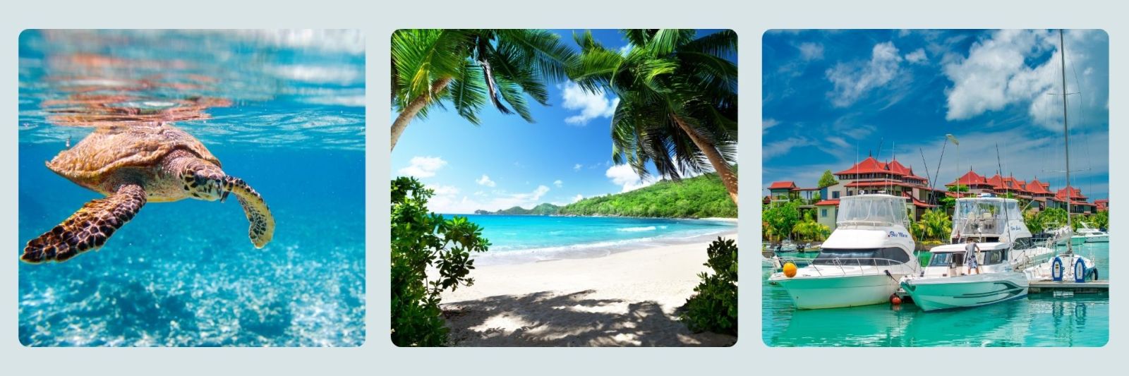 photo of sea turtle, beach and boats in the Seychelles