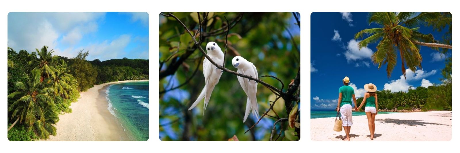 Photos of beach on Seychelles, wildlife and couple walking along beach hand in hand. 
