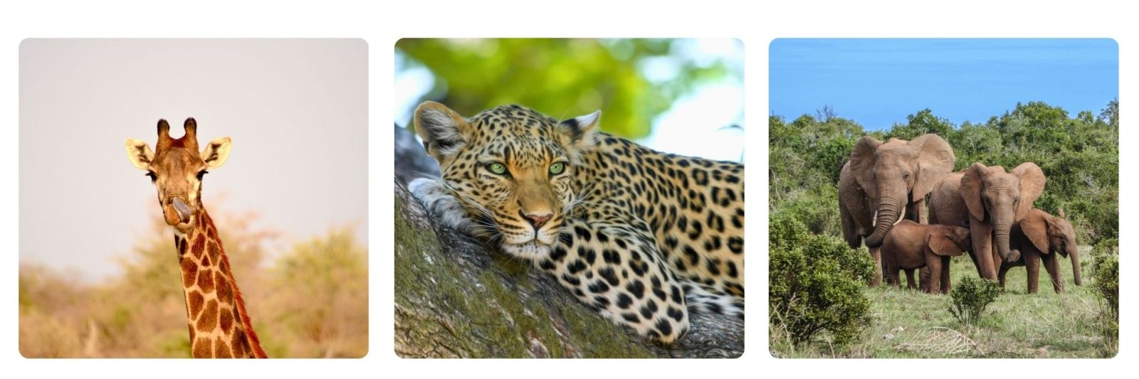 Safai photos of giraffe, leopard in tree and elephants in the wild