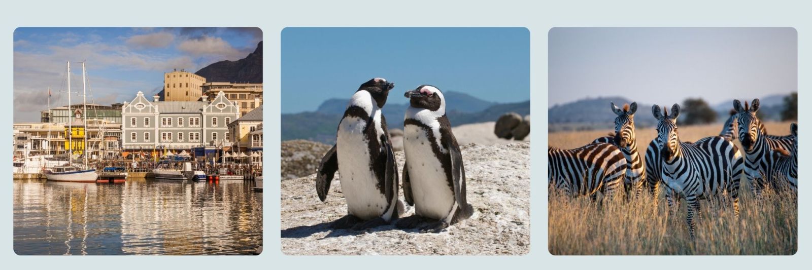 photo of cape town harbour, penguins at boulders beach and zebras on safari