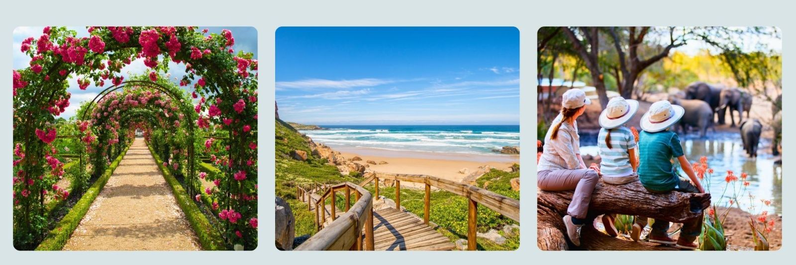 photo of vineyard in south africa, boulders beach and family on safari looking at elephants at watering hole