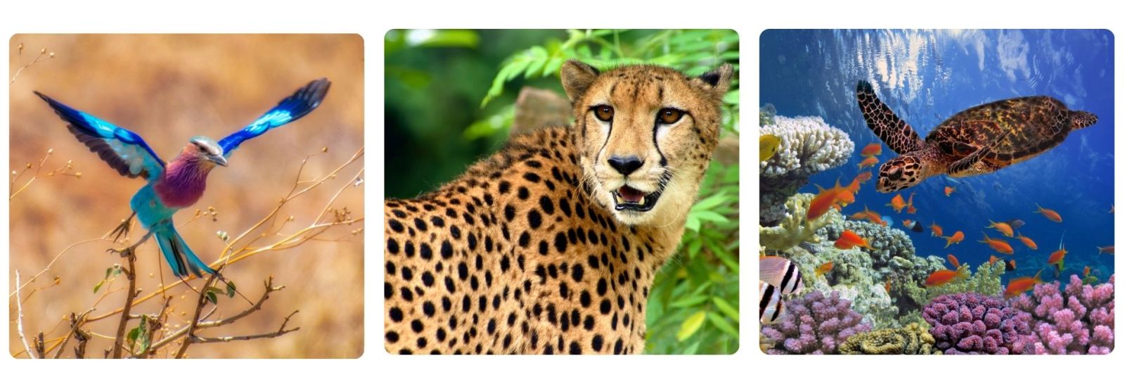 Hummingird, leopard, sea turtle and coral.